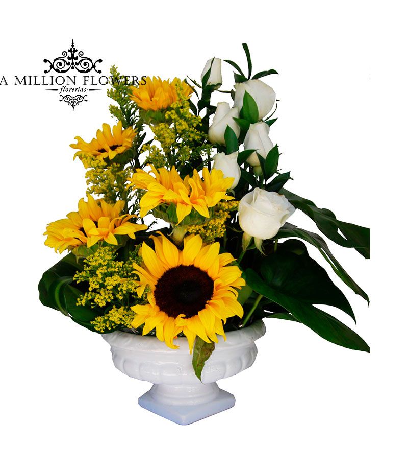 Girasoles medianos, rosas blancas, ruscus, solidago, hoja maicera y piñanona sobre base de cerámica blanca. Marisol