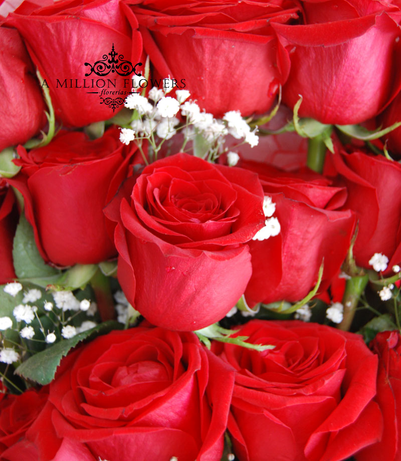 Ramo rosas rojas