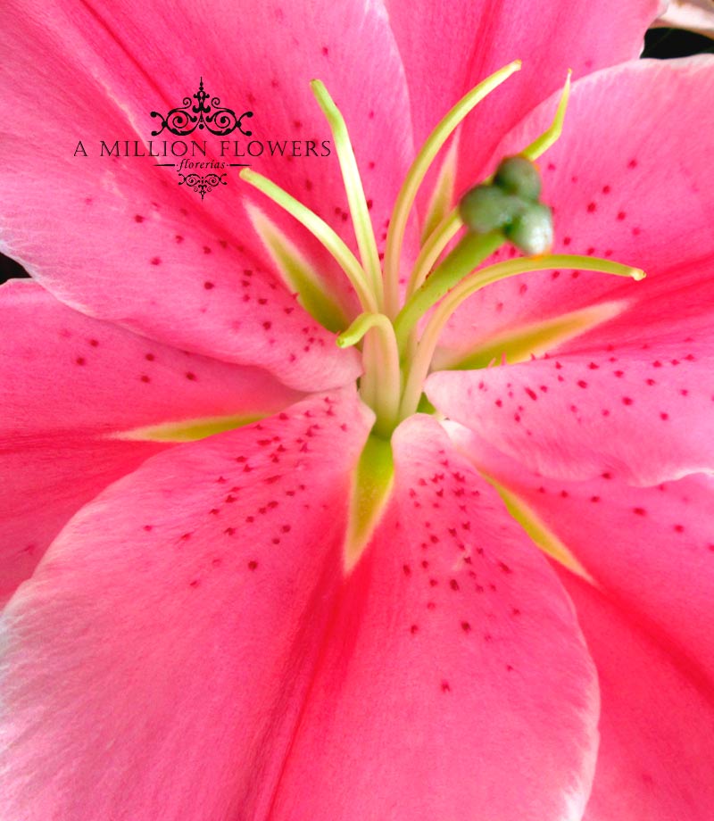 acapulco-detalle-springmix