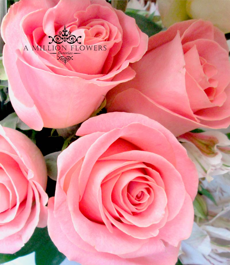 rosas-detalle- springmix