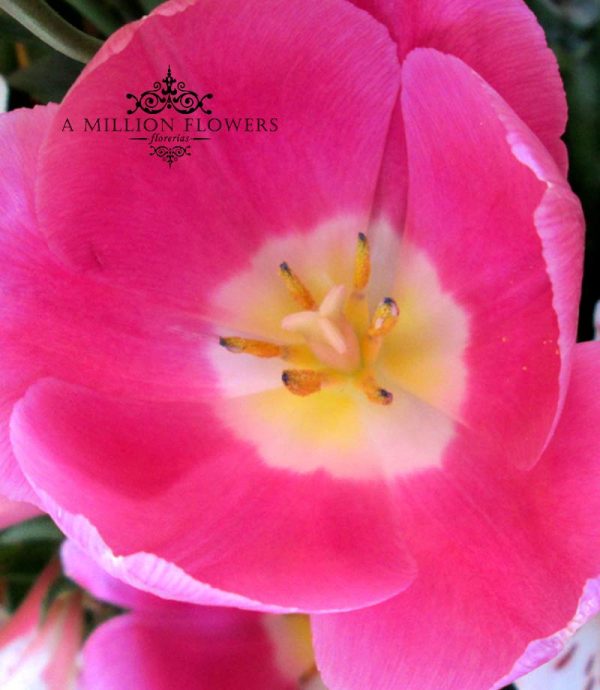 tulipan-detalle- springmix