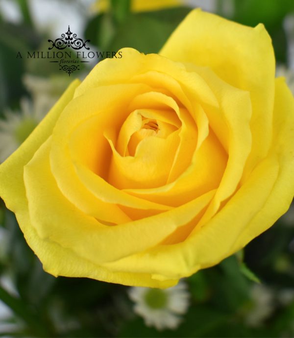 Arreglo Encantamiento de rosas amarillas
