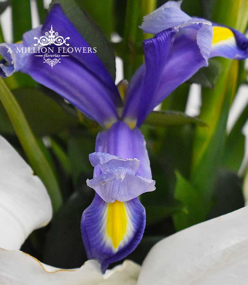 Arreglo Floral Iris - Florería A Million Flowers