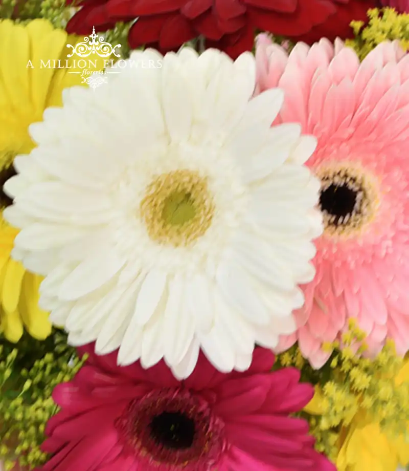 arreglo-floral-madrid-gerberas