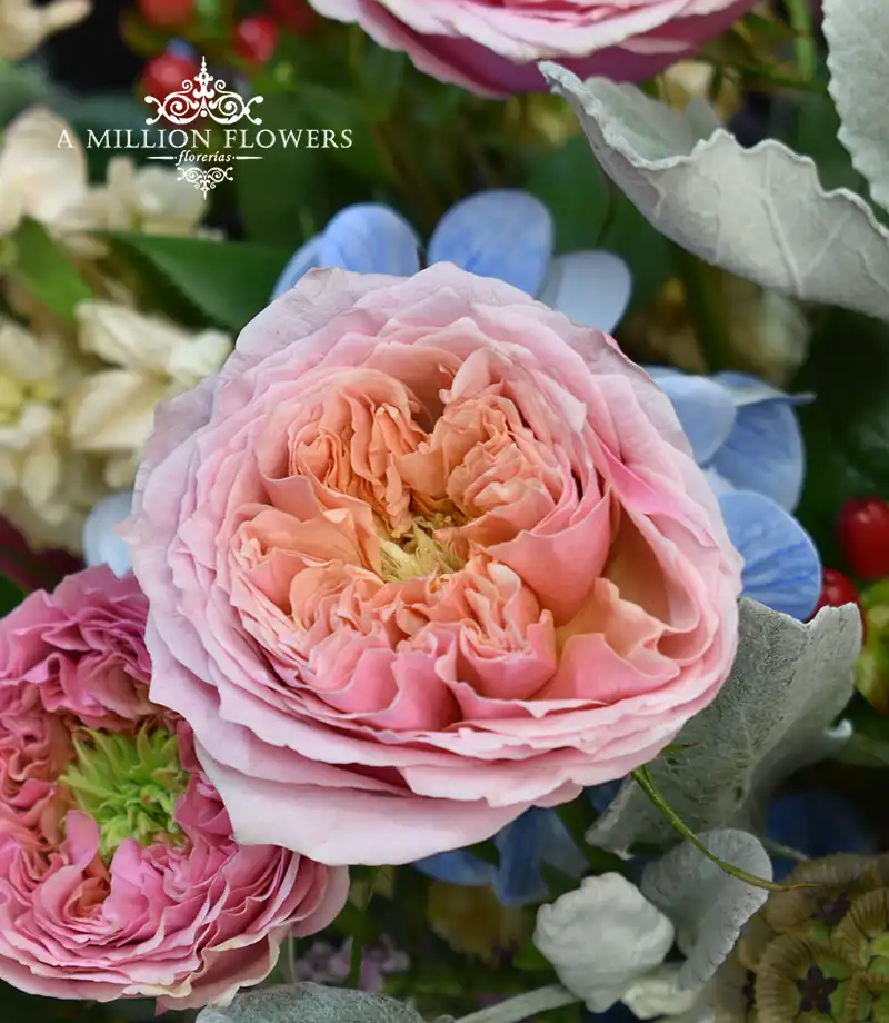 arreglo-floral-mussy-rosa-inglesa-y-hortensia