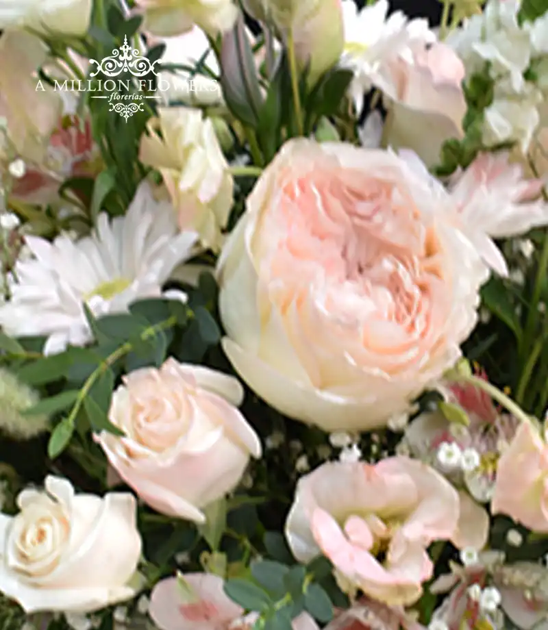 diseno-floral-ross-margaritas