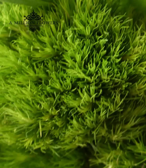 arreglo-floral-fashion-green
