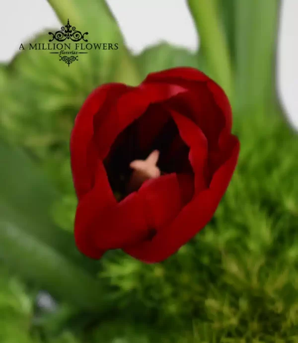 arreglo-floral-fashion-tulipan
