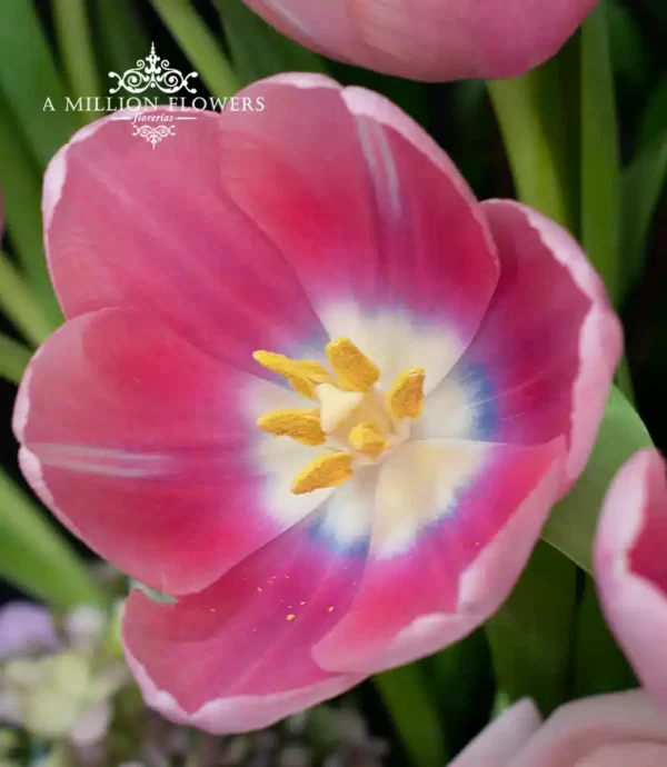 arreglo-floral-lammcome-tulipan