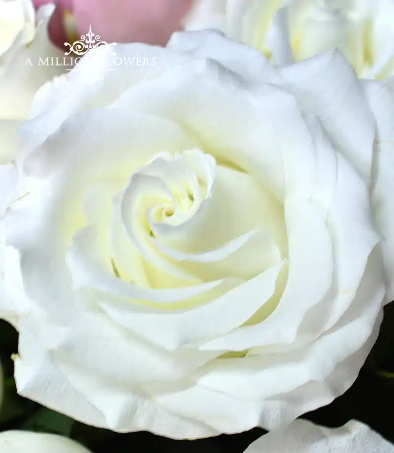 arreglo-floral-napolitano-rosa-blanca