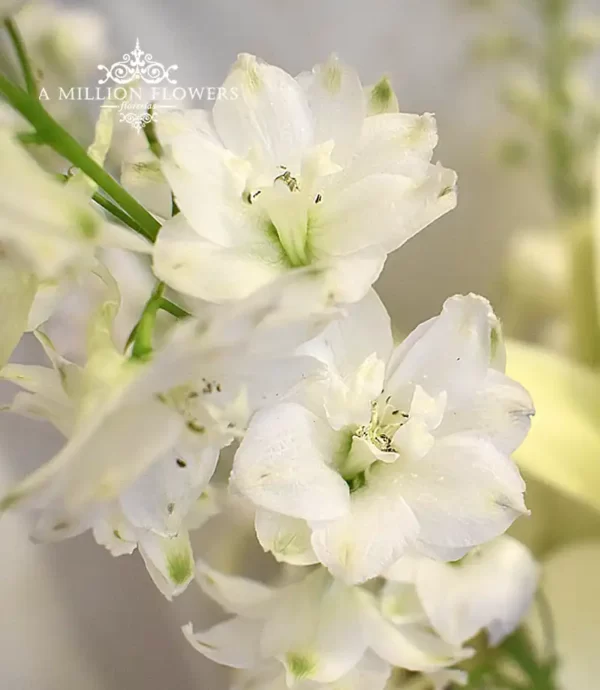 arreglo-floral-paz-delphinium
