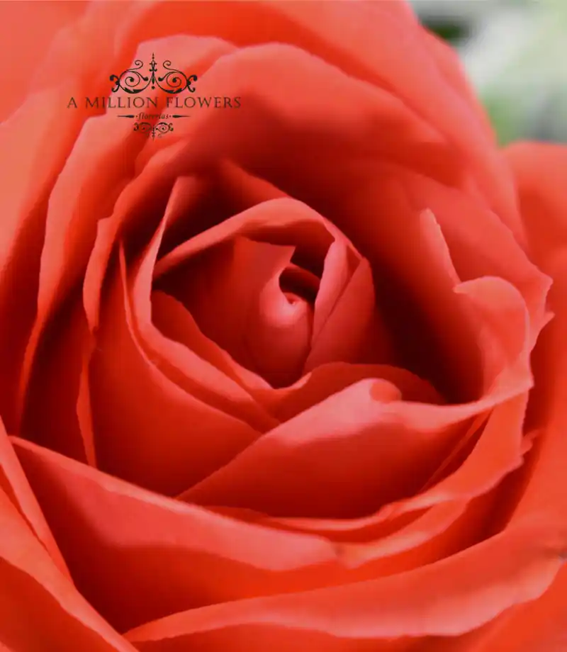 arreglo-de-rosas-insigne-rosas-naranjas