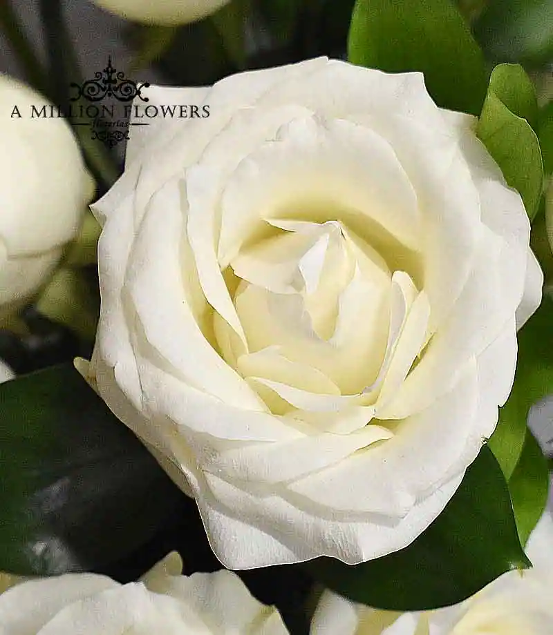 arreglo-floral-armonia-rosa