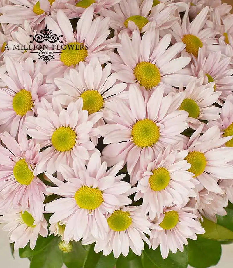 arreglo-floral-darling-margaritas