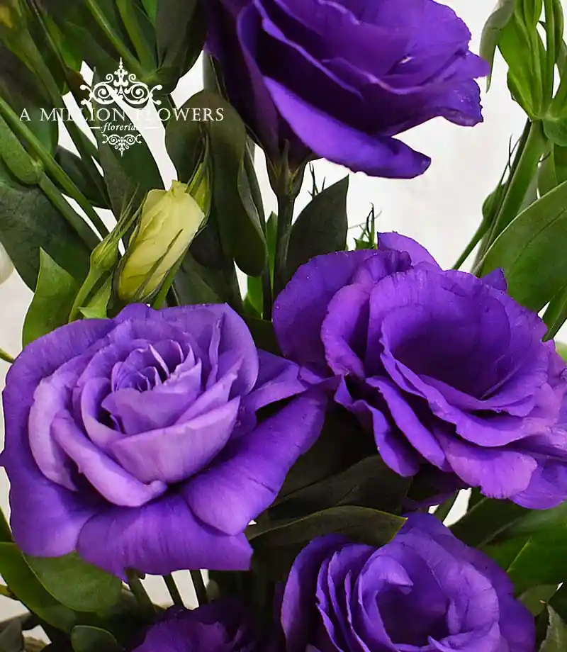 arreglo-floral-eres-vida-lisianthus
