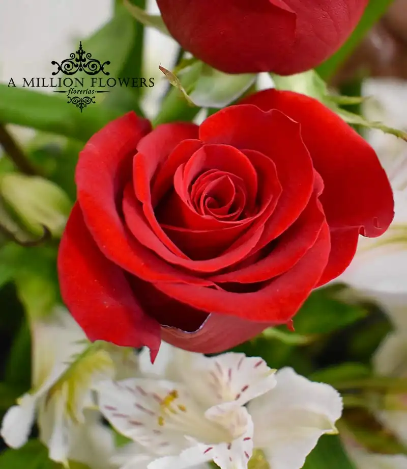 arreglo-floral-explosion-rosas