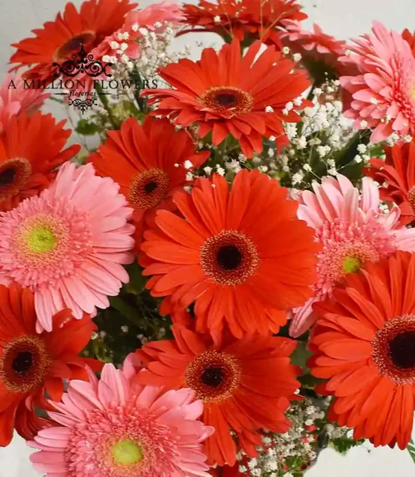 arreglo-floral-gerbera-en-caja-gerberas