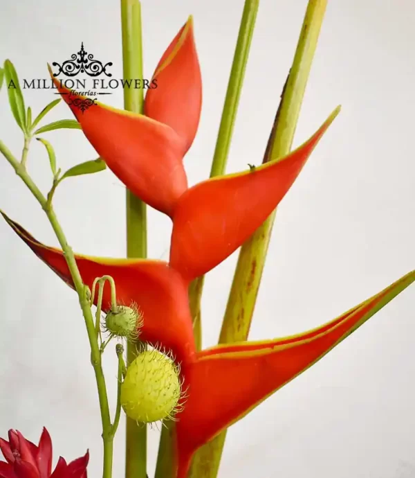 arreglo-floral-heliconia-heliconia