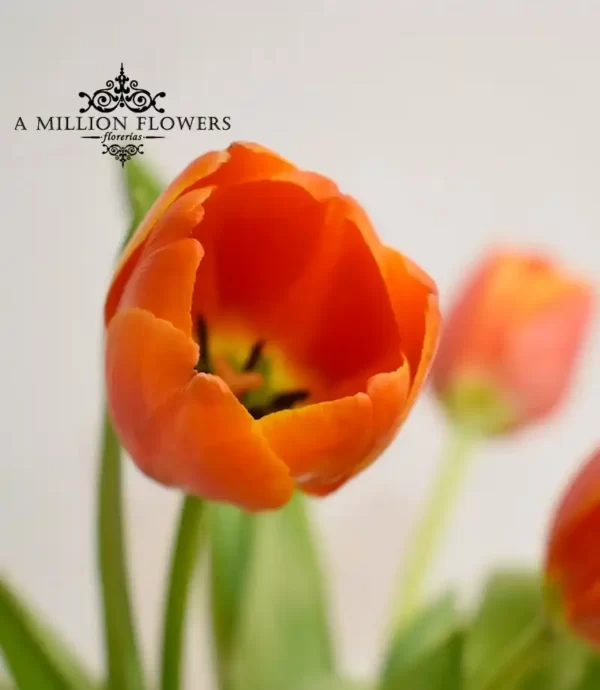 arreglo-floral-juventud-tulipanes