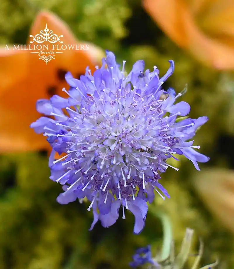 arreglo-floral-scabiosa-flor