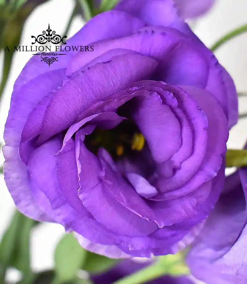 arreglo-floral-te-elijo-lisianthus