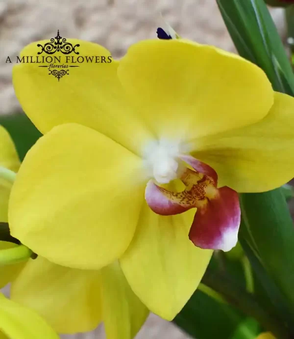 arreglo-florida-orquidea