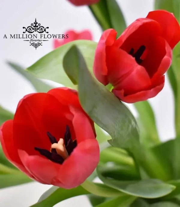arreglo-toulypen-love-tulipanes