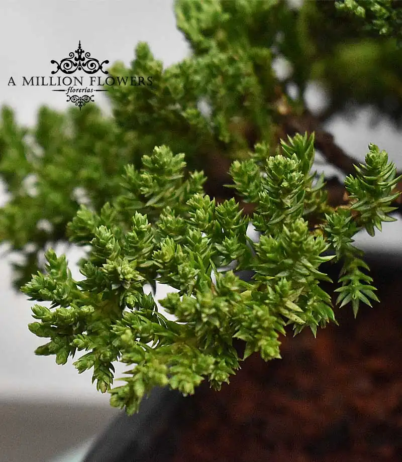 bonsai-green-mountain-maceta