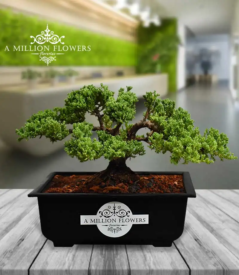 bonsai-green-mountain
