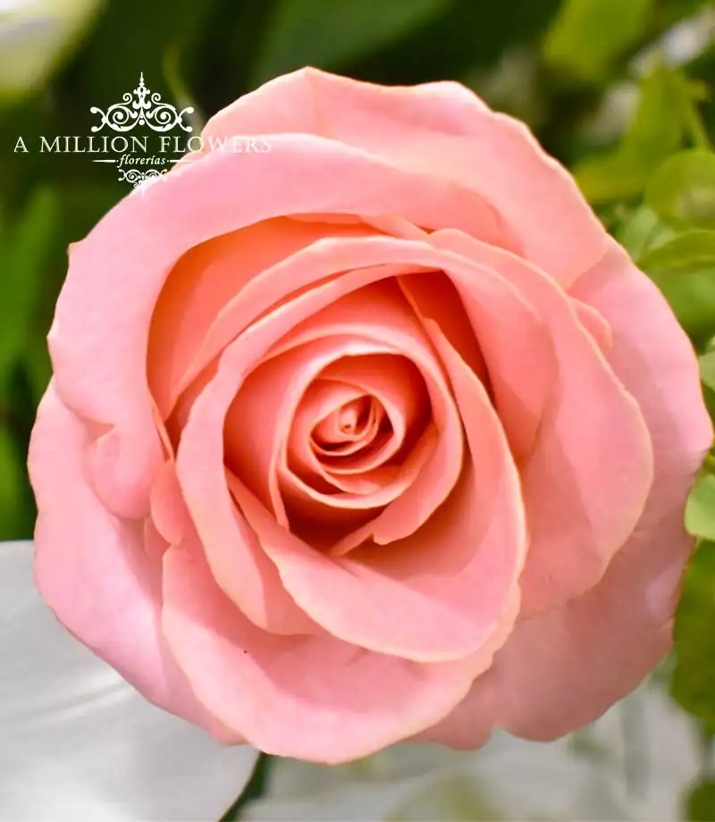 diseño-floral-un-mundo-en-ti-rosas