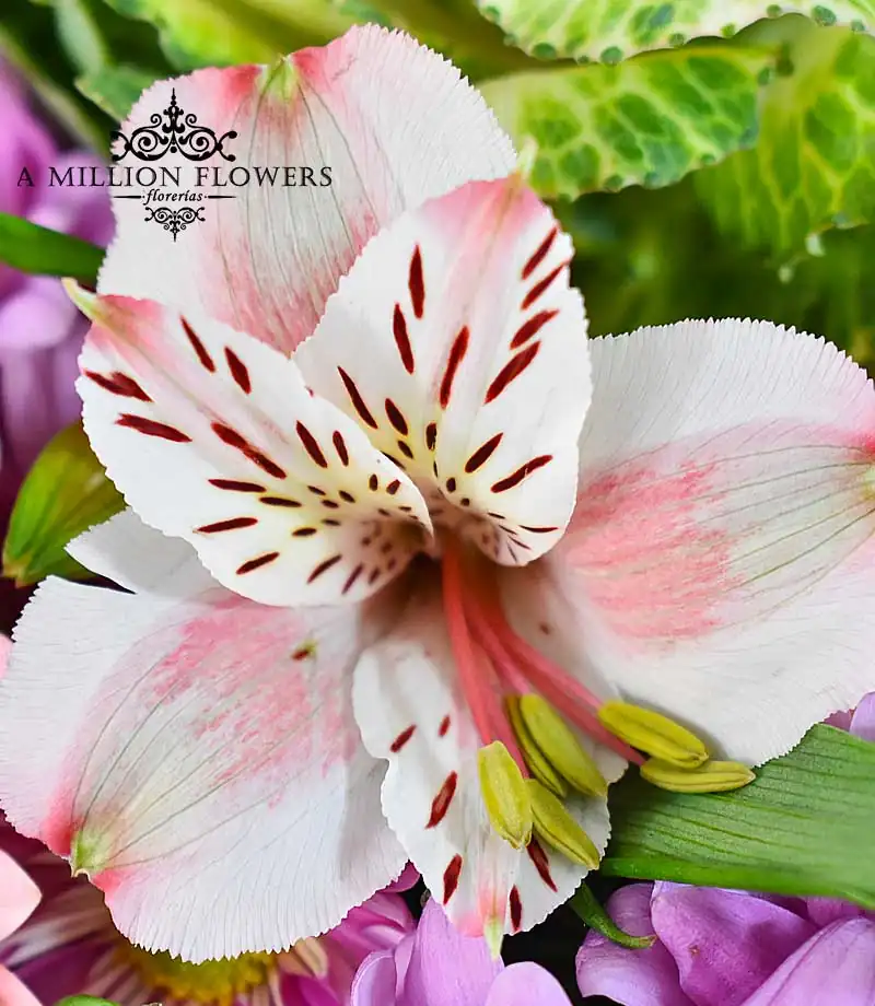 diseno-floral-una-sonrisa-astromelia