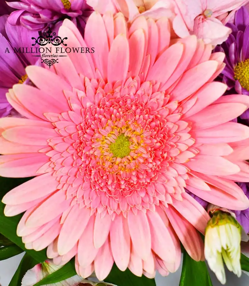 diseno-floral-una-sonrisa-gerbera