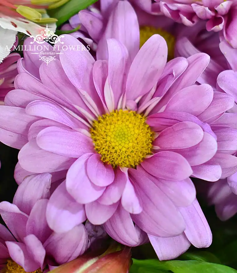 diseno-floral-una-sonrisa-margarita
