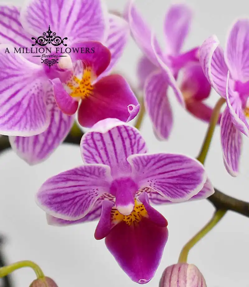 diseno-floral-unicornio-orquidea