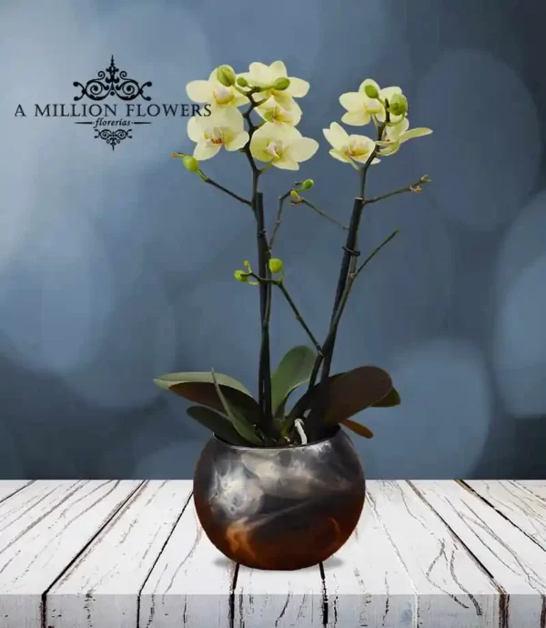 orquidea-phalaenopsis-amarilla-florero-marmoleado