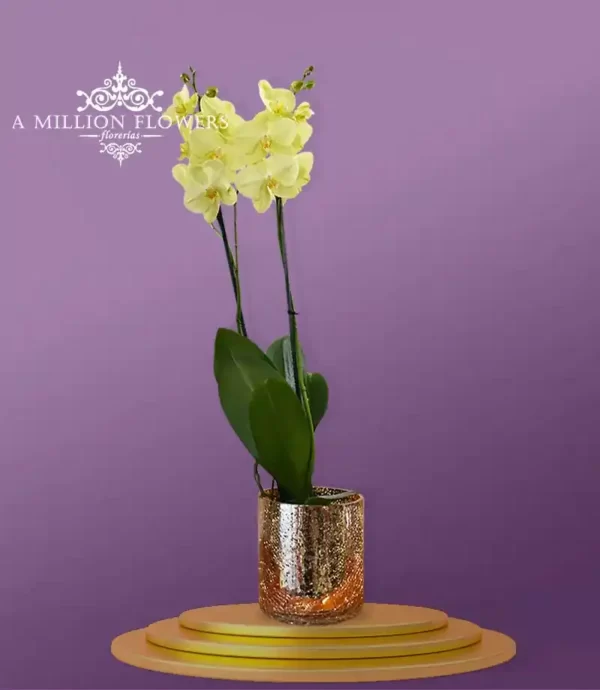 orquídea-phalaenopsis-amarilla-larga