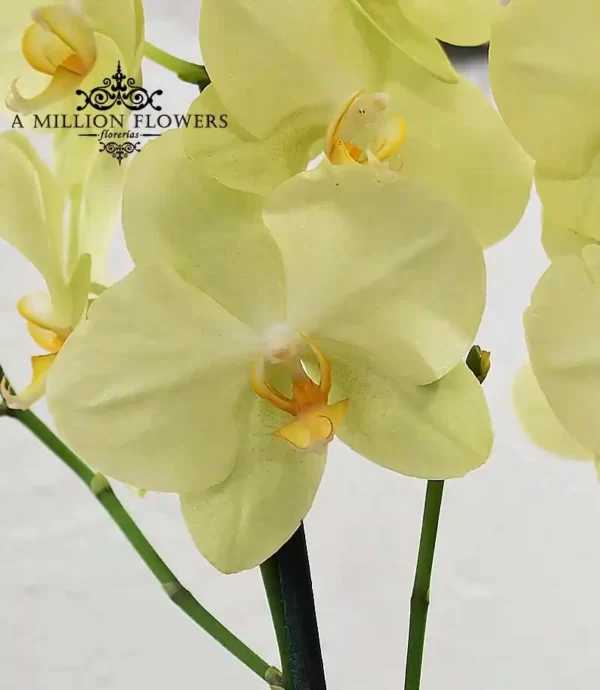 orquídea-phalaenopsis-amarilla-larga-flor