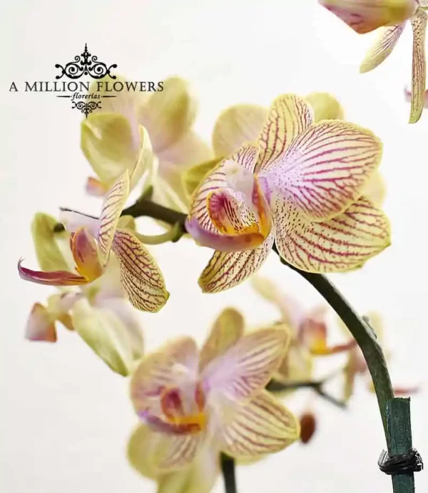 orquidea-phalaenopsis-amarilla-rayada-flor