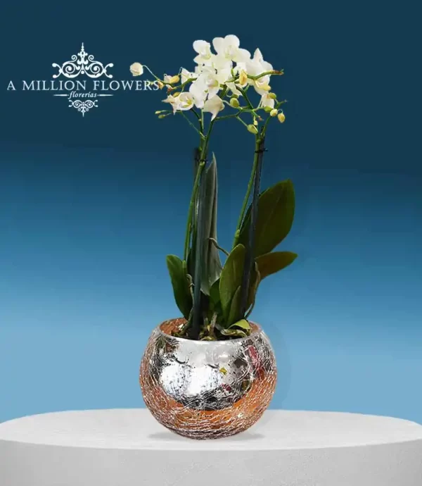 orquidea-phalaenopsis-blanca