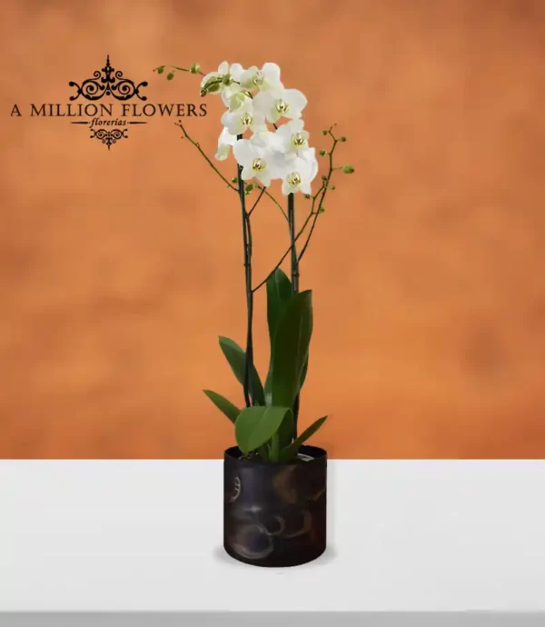 orquídea-phalaenopsis-blanca-con-florero-marmoleado