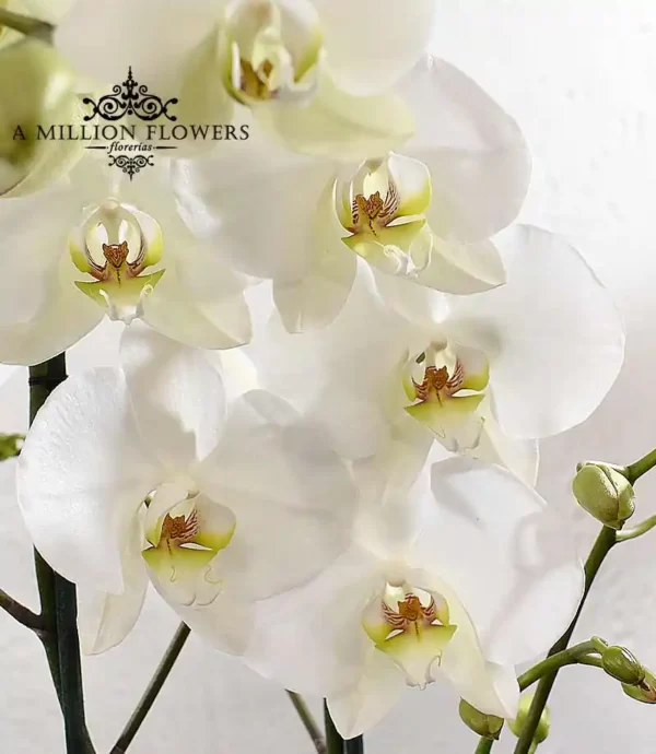 orquídea-phalaenopsis-blanca-con-florero-marmoleado-boton