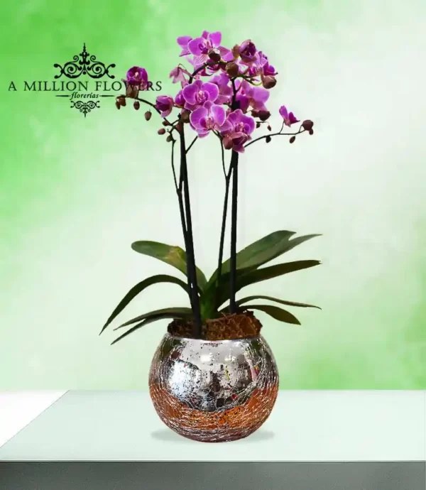 orquidea-phalaenopsis-fiusha