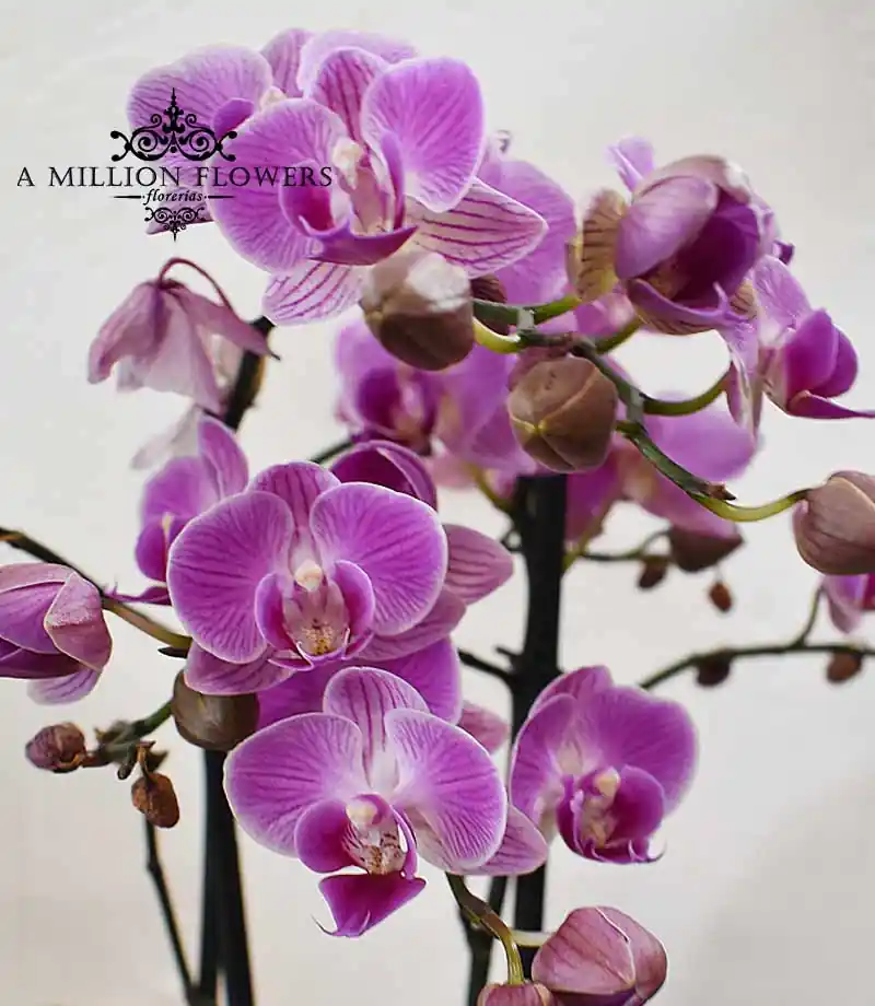 orquidea-phalaenopsis-fiusha-flor