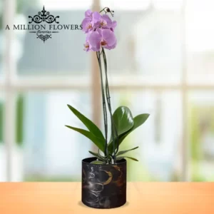 orquidea-phalaenopsis-lila
