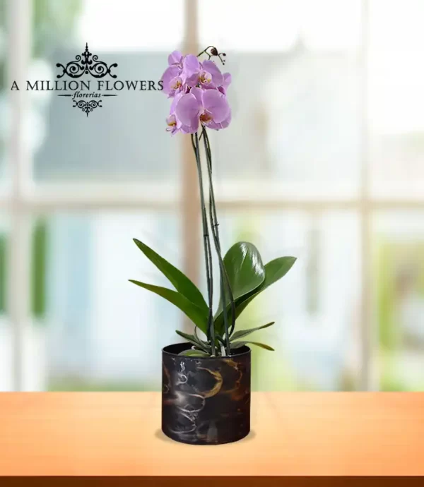 orquidea-phalaenopsis-lila