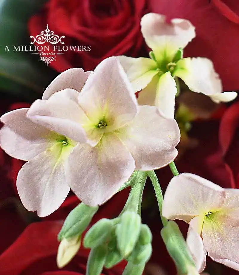 ramo-floral-carmesi-mattiola