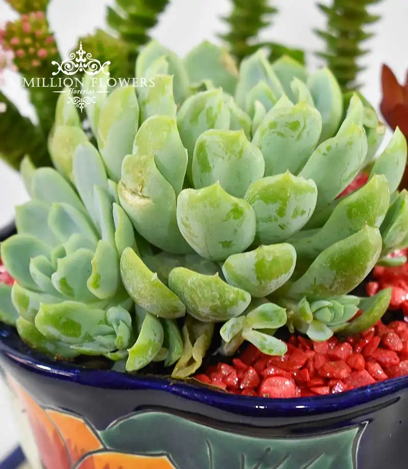 suculenta-titubans-decorada