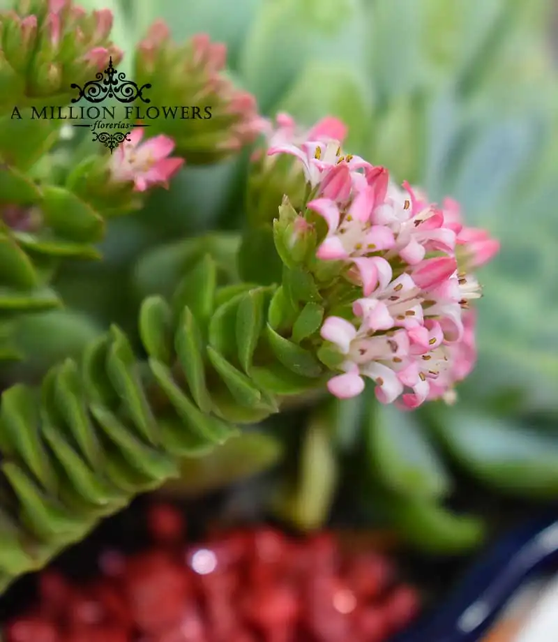 suculenta-titubans-flor